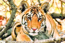 M_Id_129634_Tiger no alt set