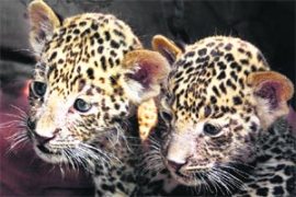 M_Id_134416_wildlife no alt set