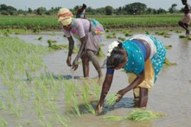 M_Id_136872_farming no alt set