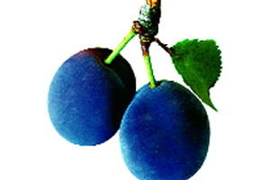 download prune fruit for free