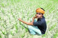 M_Id_145530_agriculture no alt set