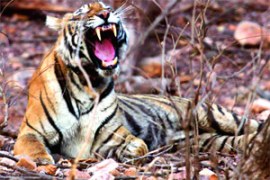 M_Id_145706_tigress no alt set