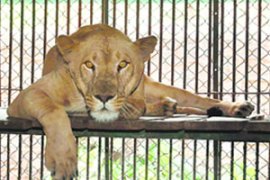 lioness attack, amreli farm, lioness attack farmer, ahmedabad news, gujarat news