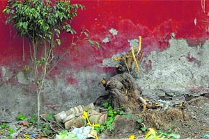 Trees felled in his house,MP writes to Jairam
