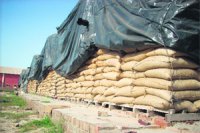 M_Id_151073_Wheat no alt set