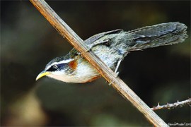 M_Id_165652_Real_Page_Three no alt set