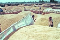 M_Id_169065_fdf no alt set