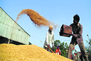 Paddy Arrival Begins In Punjab Grain Markets | Cities News,The Indian ...