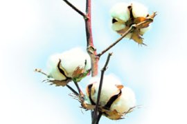 M_Id_197249_FF no alt set