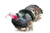 M_Id_208841_FF no alt set