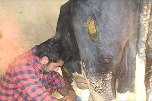 Ranbir Kapoor’s day out with the cows | Entertainment News,The Indian