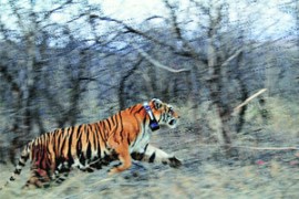 M_Id_274618_T-4 no alt set