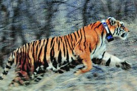 M_Id_274641_FP no alt set