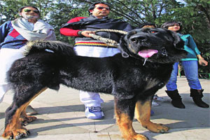 what dogs are banned in india