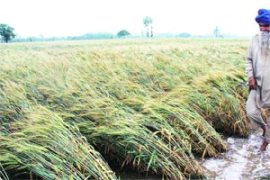 M_Id_296497_From_The_Fields no alt set