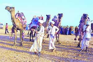 For dying Kutchi camels,special dairy holds hope of a new life