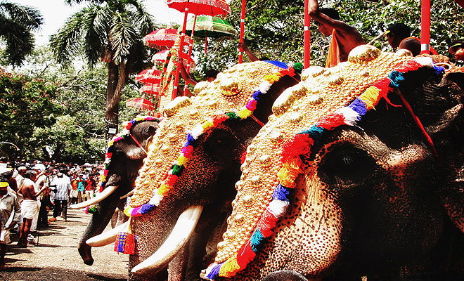 Ban on parading of elephants has temple organisers in a fix | India ...