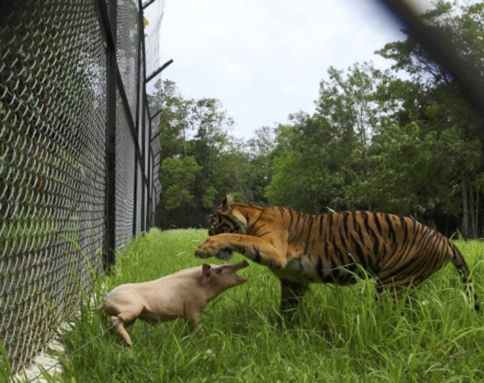 A look at endangered Sumatran tigers | Lifestyle Gallery News, The