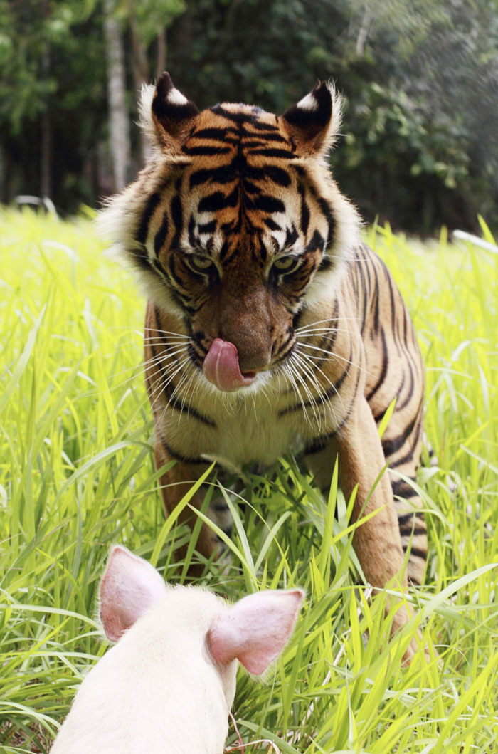 A look at endangered Sumatran tigers Lifestyle Gallery