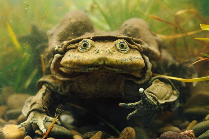 titicacawaterfrog