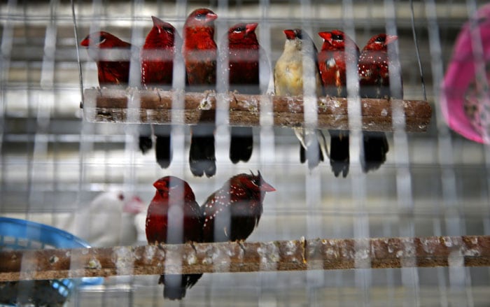 Exotic birds