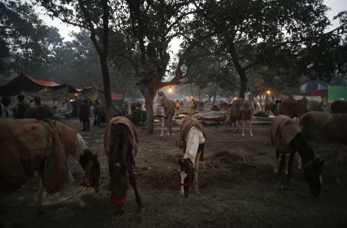 Horses