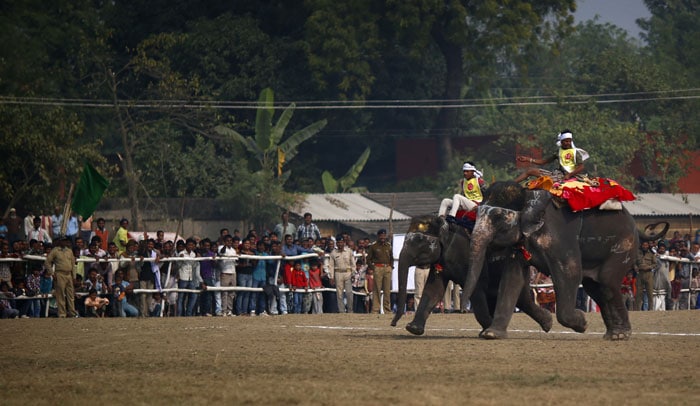 Elephants