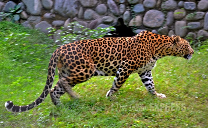leopard