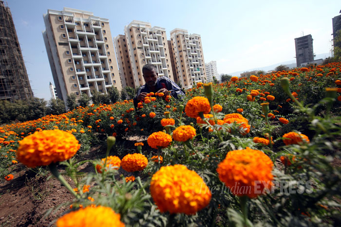 marigold