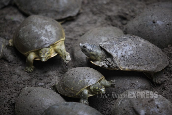 Baby turtles