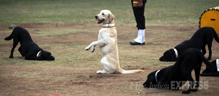 Dogs