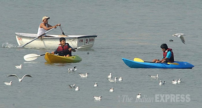 seagulls