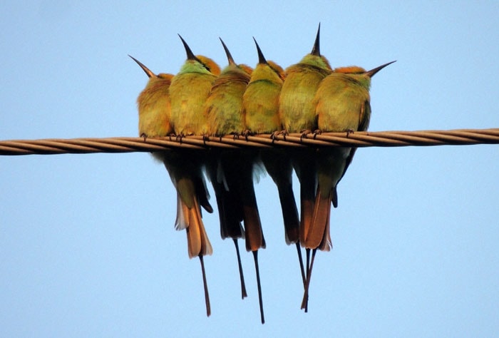 bird