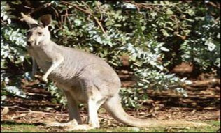 Boy lost in Australian bush saved by friendly kangaroo