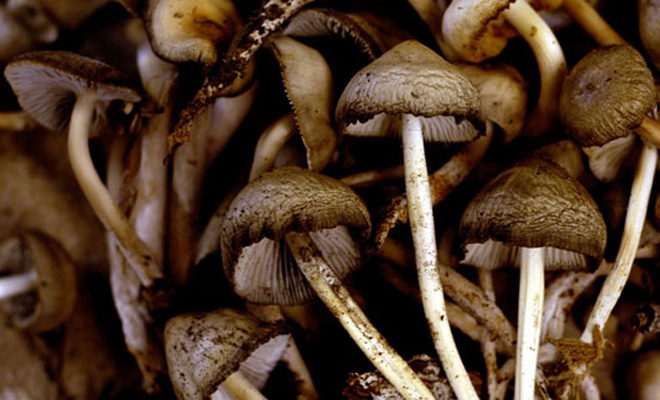 Pune college-goers under the grip of magic mushroom,say police | Cities  News,The Indian Express