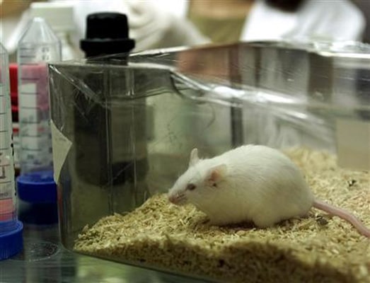 Gene linked to ovarian cancer identified in mice | Lifestyle News - The ...