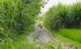 M_Id_422096_Sugarcane no alt set