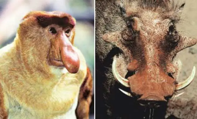 The winner takes it all: Ugliest animals of the year | News Archive  News,The Indian Express