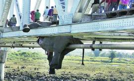 M_Id_439736_Elephat_deaths no alt set