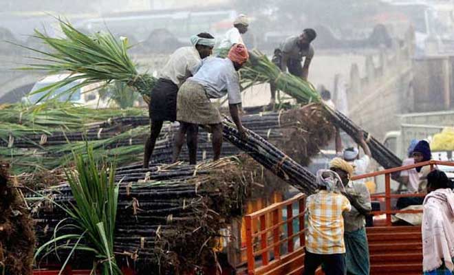 M_Id_443642_sugarcane_farmers