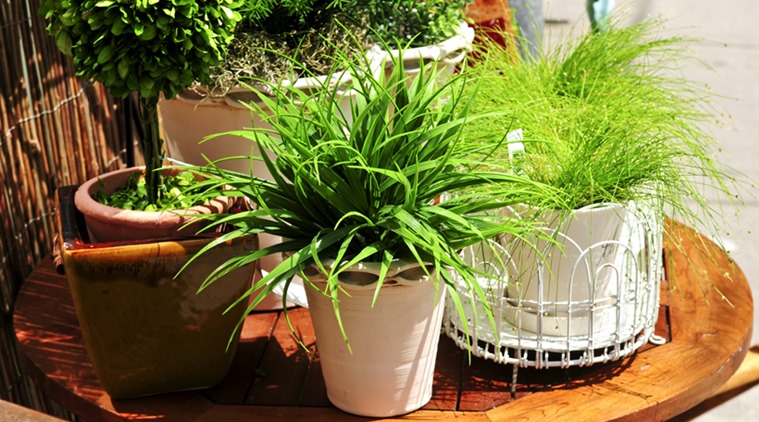 Go For These Easy To Grow Indoor Plants To Fight The Ill Effects Of Air Pollution Life Style 6045