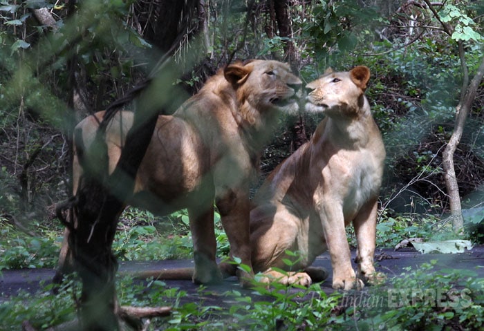 lion cubs