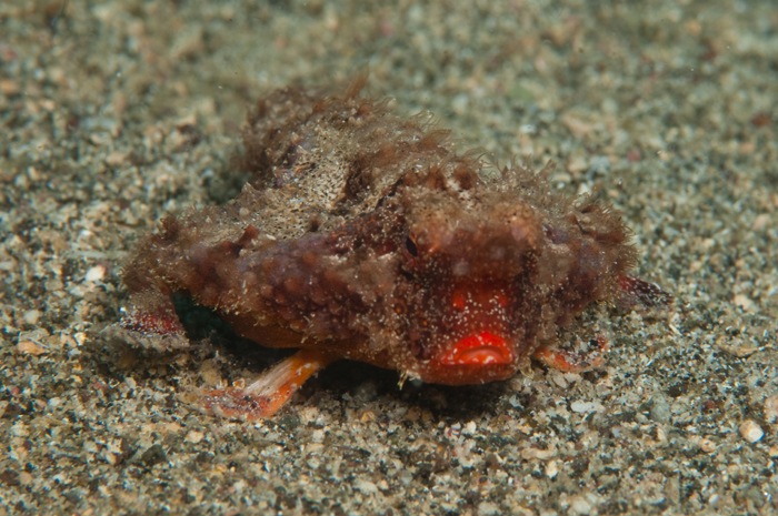 Why the World's Ugliest Animal Looks so Different Underwater