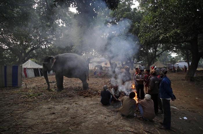 Mahouts
