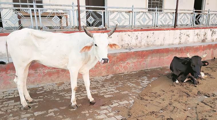 uttarakhand, uttarakhand cow protection, beef, cow slaughter, cow smuggling, gauraksha, uttarakhand high court, Trivendra Rawat, uttarakhand cow protection, cow Rashtra Mata, indian express