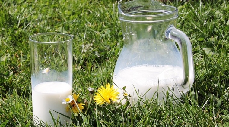 Cow Milk, oestrogens in Cow milk, blood levels in Humans, Reproductive heath o humans, Medical news, Heath research, Milk and heath benefits, latest news,,