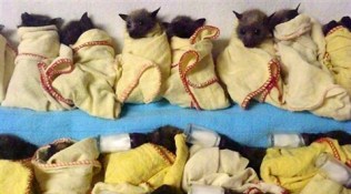 No deep freeze: Australia swelters in heat wave