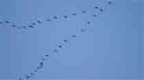 Why birds fly in V formation decoded | Technology News - The Indian Express