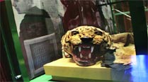 One of the exhibits in the New Zealand Cricket Museum at the Basin Reserve, is this tiger skin, given to New Zealand cricketers by Maharajkumar of Vizianagram 'Vizzy' on their first tour of India.