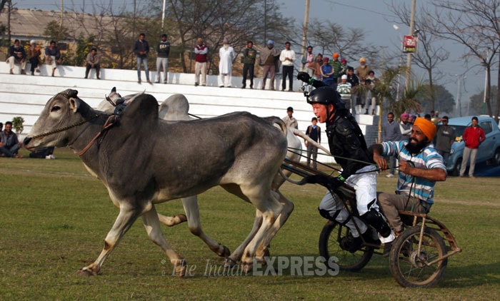 Shiv Sena MP demands lifting of ban on bullock cart racing in ...